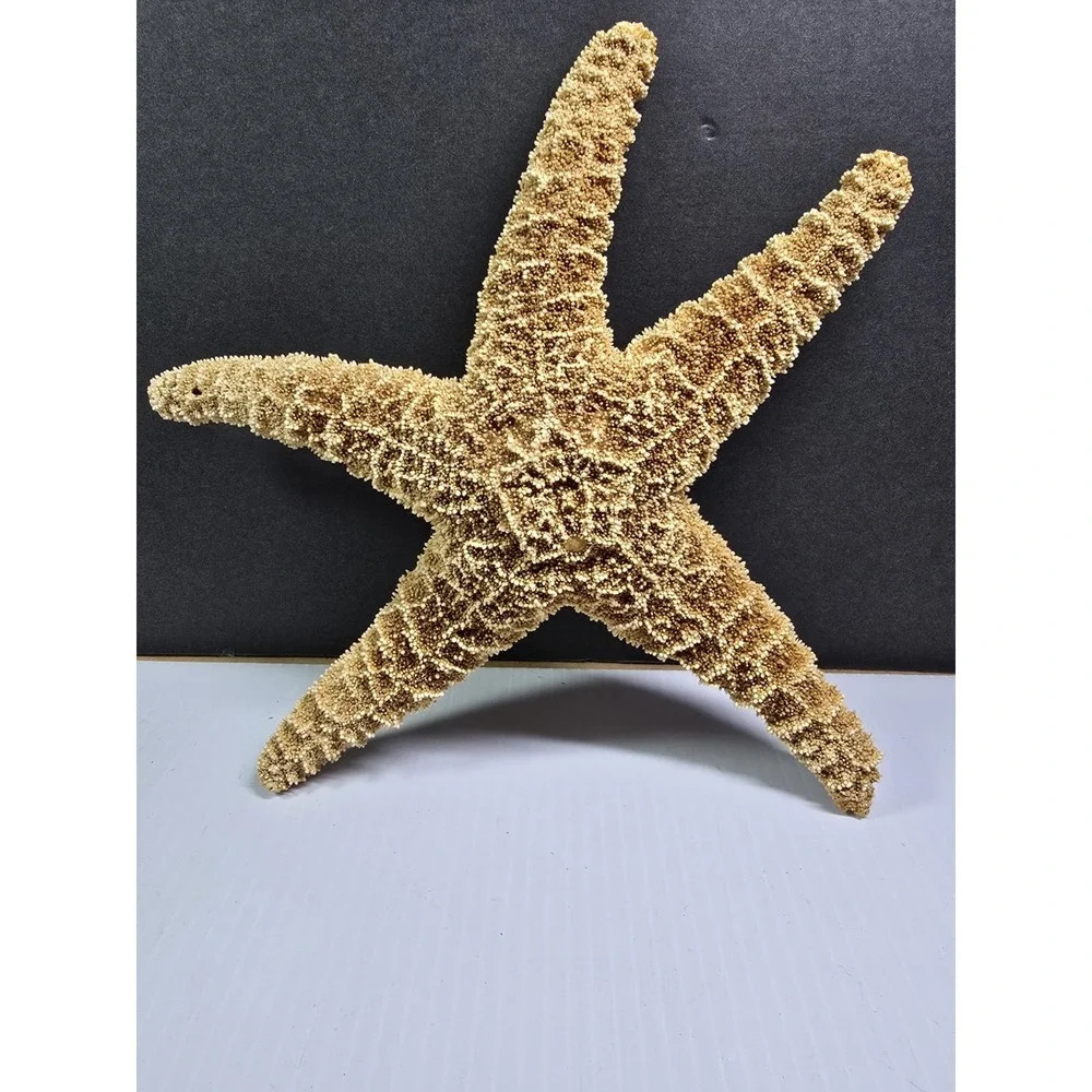 Intact Mouth XL Starfish, Beach Finds, Nature Is Cool, Show & Tell, Patrick